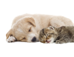 Wall Mural - beige puppy and kitten