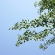 © mmm - Tree branches