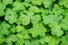 Hree Shamrock Leaves In A Clover Patch