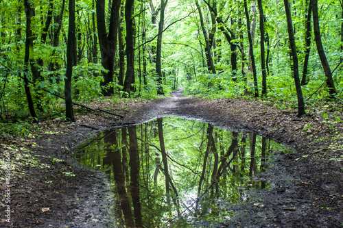 Fotografía Road in the woods in the evening after the rain