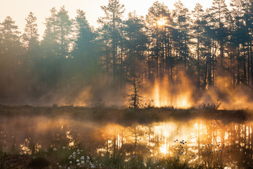 Wall Mural - Sunrise in woods