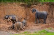 bain de boue troupeau d'éléphants sri lanka pinnawala