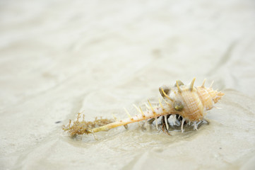 hermit crab on the beach