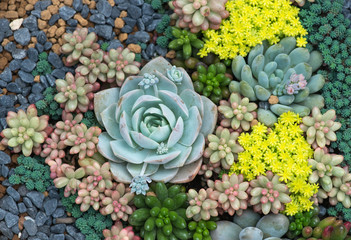 Miniature succulent plants