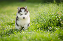 Puppy Siberian Husky  On Grass