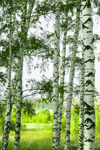 Naklejka ścienna forest birch