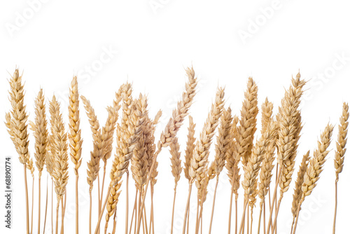 Fotografía Espigas de cereal de trigo aisladas sobre fondo blanco cebada