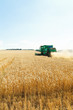 © vvoe - harvesting ripe wheat in caucasus region