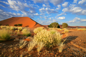 Poster - Desert landscape with red sand dunes, Sossusvlei