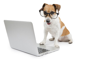 computer dog