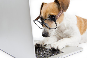 computer dog