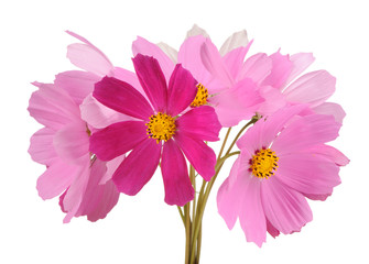 Wall Mural - Multicolored Garden Cosmos Flowers on White Background