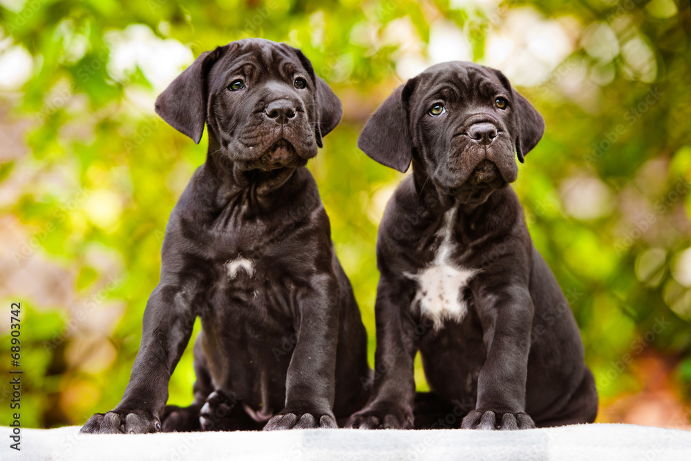 Photo Art Print Two Black Cane Corso Puppies Europosters