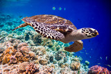 Fototapeta  - Hawksbill Turtle - Eretmochelys imbricata