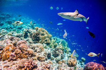 Wall Mural - Tropical Coral Reef.