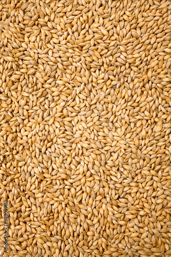Barley Wheat background view from the top close up
