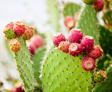Prickly Pear Cactus Close Up With Fruit In Red Color, Cactus Spi