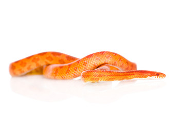 Creamsicle Corn Snake (Elaphe guttata guttata). isolated on whit