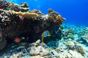 Wall Mural - Coral reef underwater