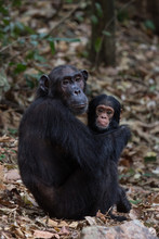 Mother And Infant Chimpanzee In Natural Habitat
