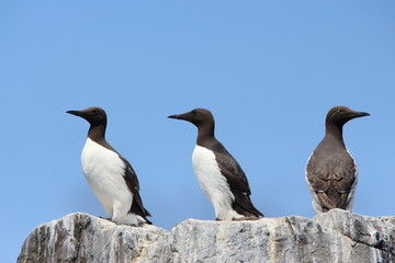 uria uccello marino isole farne scozia mare artico