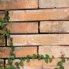 Green leaf on the brick