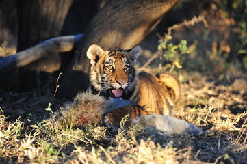 Wall Mural - A young tiger having its well-deserved feast