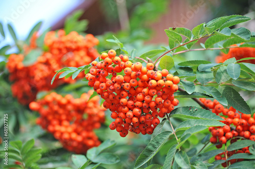 Fotografie, Obraz Rowan berries, Mountain ash (Sorbus) tree with ripe berry