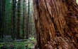 © Christopher Boswell - Massive Old Growth Red Cedar Tree Split Apart Wooded Rainforest