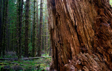 Massive Old Growth Red Cedar Tree Split Apart Wooded Rainforest