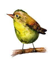Watercolor Drawing Of Bird