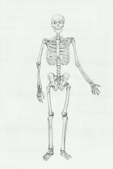 skeleton