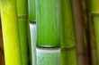 Bambus - bamboo 50