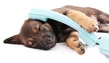 Sleeping Puppy And Blue Phone Isolated On White
