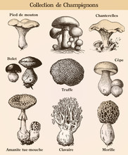 Mushroom Collection With French Text