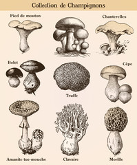 Wall Mural - Mushroom collection with french text