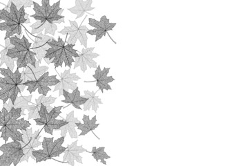 Wall Mural - Dry autumn maple leaves silhouettes background