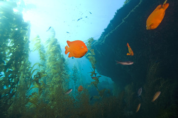 Garibaldi fish reef wideangle