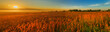 Sunrise over the meadow, panorama