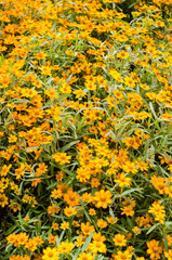 Wall Mural - Zinnia angustifolia flowers