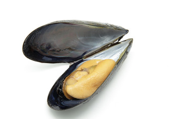 mussel