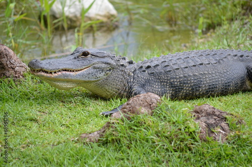 Plakat Aligator na trawie blisko bagien