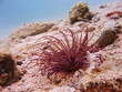 Sea life - actinia