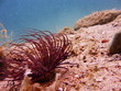 Sea life - actinia