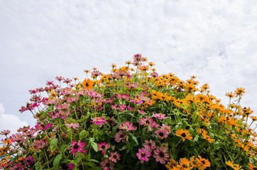 Wall Mural - Zinnia angustifolia flowers