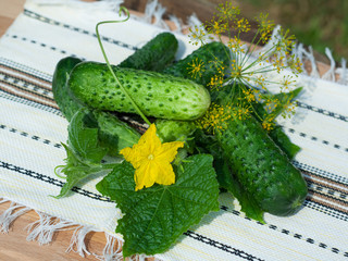 Wall Mural - Cucumbers with leaves on wooden table