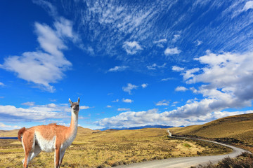 Canvas Print - The trusting guanaco -  small camel