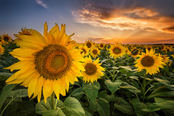 Wall Mural - beautiful sunset over a sunflower field