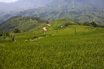 Wall Mural - Paddy fields near Sapa, Vietnam