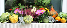Mix Of Beautiful Vivid Terrace Fall Flowers And Pumpkin